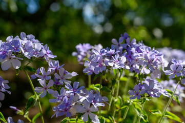 Phlox divaricata subsp. laphamii. Native to Central and Southeastern North America. Small blue...