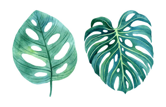 Jungle tropical set. Green leaves of monstera from humid rainforest.