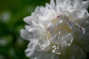  Close up picture of Peony in home garden during summer © M Talvik
