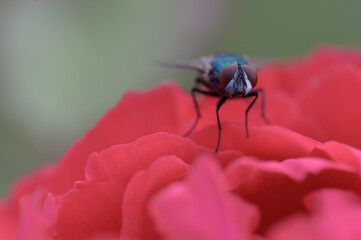 Fly sitting on a rose, eyes and face, macro