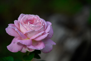 One pink rose blossom, macro, boket background