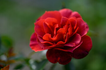 One dark red rose blossom, macro, boket background