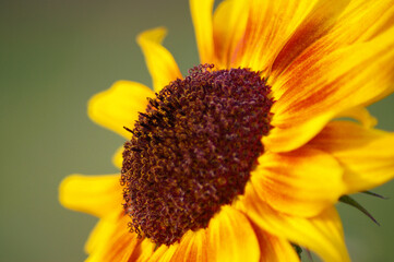 Macro of yellow sunflower (Helianthus species)