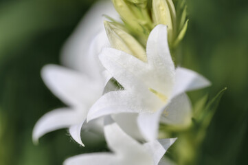 One pure white bell flower, macro, boket background