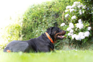 Rottweiler perro en césped ambiente amable femia mascota familiar, cánido boca abierta