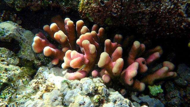 Stony coral Hood coral or Smooth cauliflower coral (Stylophora pistillata) undersea, Red Sea, Egypt, Sharm El Sheikh, Nabq Bay