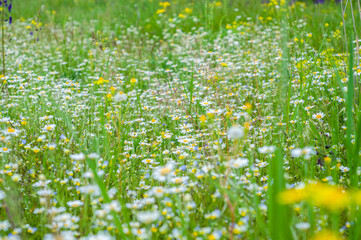 Floral summer background from wild flowers chamomile. Chamomile flowers field close up. Outdoors nature. Field wild flowers