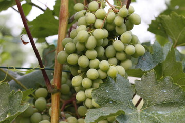 piante di uva bianca