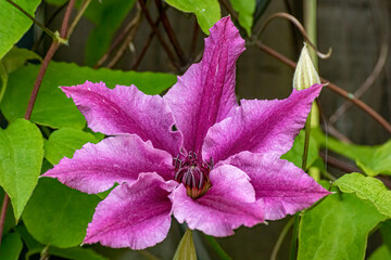 close up of clematis pink and purple flower