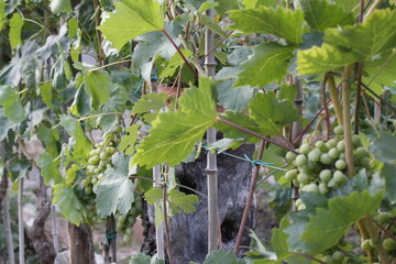 piante di uva bianca