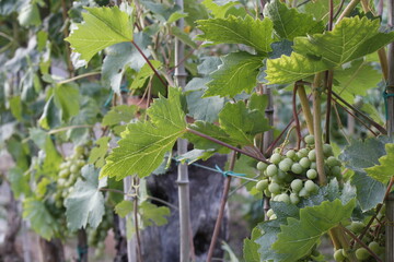 piante di uva bianca