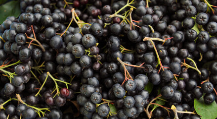 Banner. Background of chokeberry berries with a couple of green leaves. Freshly picked chokeberry berries. Fruit chokeberry. Aronia fruits. Fruit background.
