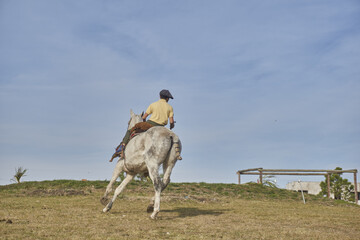 vista de atras de caballo a trote