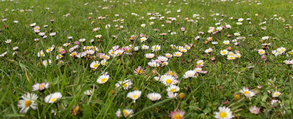 Banner. Lawn with daisies. A group of beautiful daisy flowers on the lawn. Lawn daisies. Bellis perennis.