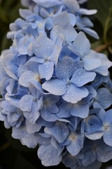 Blooming beautiful hydrangea. Natural background