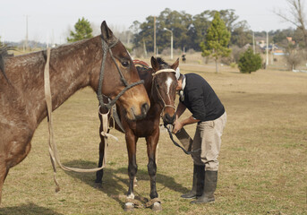 gaucho ajustando montura