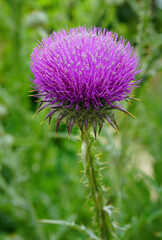 Purple artichoke flower growing in the garden