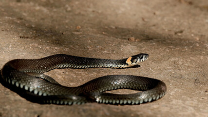 Snake in the desert close up