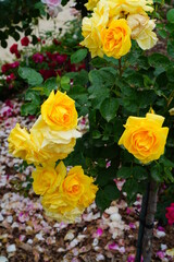 Yellow Carte d Or rose flower growing in the garden