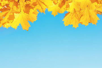 yellowed maple leaves against blue sky, autumn framing, deciduous season background