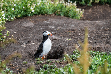 Puffin sitting on the ground on Inner Farne Island in the Farne Islands, Northumberland, England