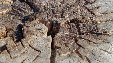 Wooden old stump, wood texture background. Sawn tree with cracks. Round cut down tree with annual rings as a wood texture.