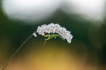 A nymph of european mantis (Mantis religiosa) on a grass in a natural habitat. A nymph of a mantis, female animal. Golden hour, sunset on background.