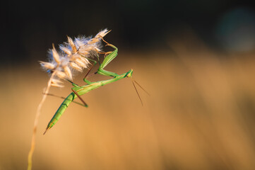 A nymph of european mantis (Mantis religiosa) on a grass in a natural habitat. A nymph of a mantis, female animal. Golden hour, sunset on background.