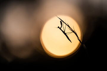 A silhouette of the European mantis (Mantis religiosa) on a grass, sun on a background. Golden backlight, sunset and dark around.