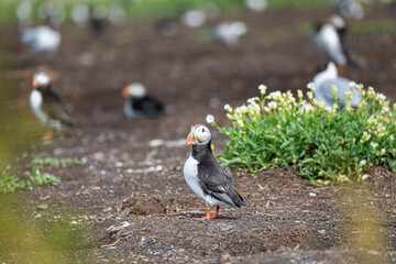 Puffins on the ground on Inner Farne Lsland in the Farne Islands, Northumberland, England