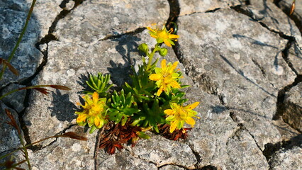 Alpen Mauerpfeffer