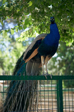 Colorful peacock perched on a fence