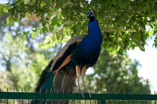 Colorful peacock perched on a fence