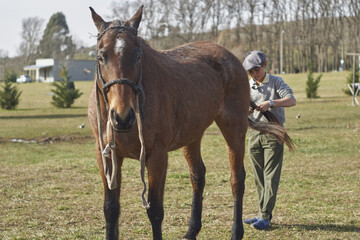 trensado de cola de caballo