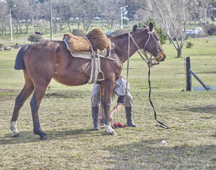 gaucho argentino , colocando vendas al caballo