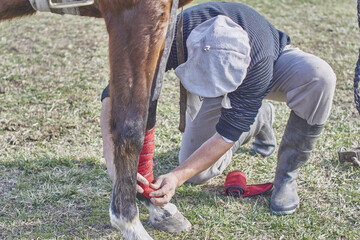 vendas de entrenamiento para caballos