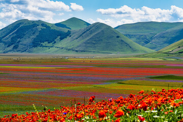 Fototapeta na wymiar Lentil flowering with poppies and cornflowers in Castelluccio di Norcia, Italy