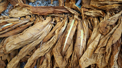 Drying tobacco leaves in a shed in Hatay, Turkey
