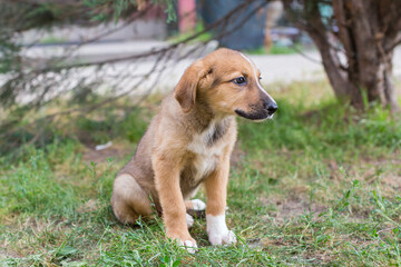 Small homeless puppy sits on the grass