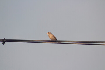 p&aacute;jaro chico (passer domesticus) en alambre.