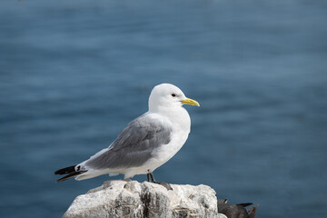 Kittiwake on Inner Farne in the Farne Islands