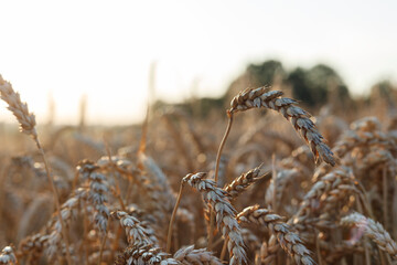 Fototapeta premium Beautiful agriculture sunset landscape . Ears of golden wheat close up. Rural scene under sunlight. Summer background of ripening ears of landscape. Growth nature harvest. Wheat field natural product