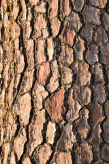 bark of a tree