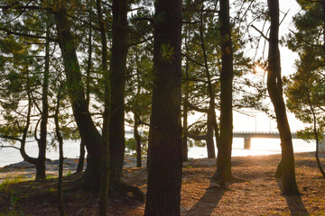 sunset in the forest