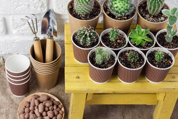 Cactus and succulent plants collection in paper cups on small yellow table