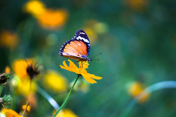  Danaus chrysippus, also known as the plain tiger, African queen, or African monarch, is a medium-sized butterfly widespread in Asia,  Australia and Africa. It belongs to the Danainae subfamily of the