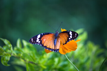 Fototapeta na wymiar Danaus chrysippus, also known as the plain tiger, African queen, or African monarch, is a medium-sized butterfly widespread in Asia, Australia and Africa. It belongs to the Danainae subfamily of the