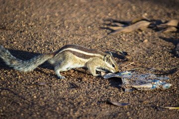 Squirrels are members of the family Sciuridae, includes small or medium-size rodents. 
 tree squirrels, ground squirrels, chipmunks, marmots, flying squirrel and prairie dogs among other rodents
