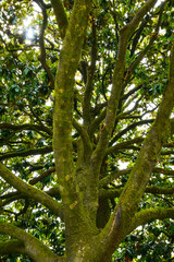 Obraz premium tree in the forest