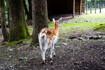 daim au parc à gibier La roche en ardenne